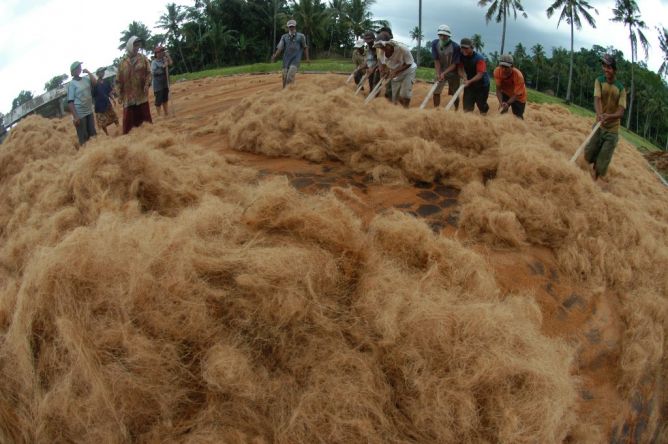 Tiongkok Borong Ratusan Ton Sabut Kelapa Sulut